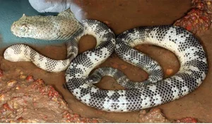 The Most Venomous Snake in Vietnam: Why Peron's Sea Snake Outranks the King Cobra - image 6