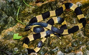 The Most Venomous Snake in Vietnam: Why Peron's Sea Snake Outranks the King Cobra - image 5