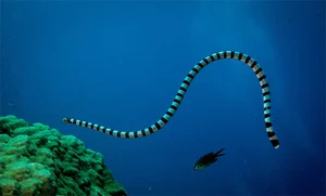 The Most Venomous Snake in Vietnam: Why Peron's Sea Snake Outranks the King Cobra - image 3