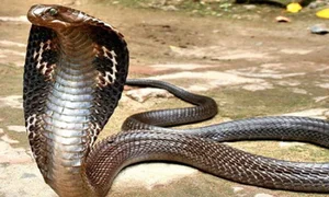 The Most Venomous Snake in Vietnam: Why Peron's Sea Snake Outranks the King Cobra - image 2
