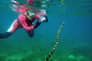 The Most Venomous Snake in Vietnam: Why Peron's Sea Snake Outranks the King Cobra - image 4