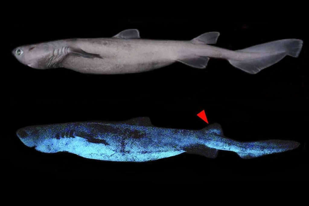 Discover the Frilled Shark: The Most Primitive Rare Shark Alive