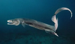Discover the Frilled Shark: The Most Primitive Rare Shark Alive - image 1