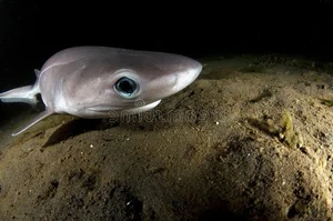 Discover the Frilled Shark: The Most Primitive Rare Shark Alive - image 2