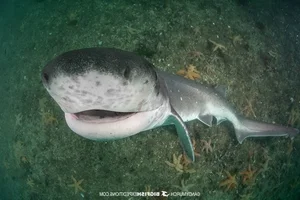 Discover the Frilled Shark: The Most Primitive Rare Shark Alive - image 5