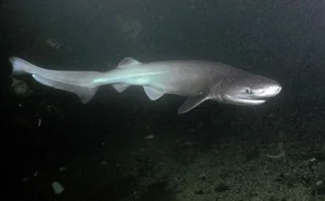 Discover the Frilled Shark: The Most Primitive Rare Shark Alive - image 6