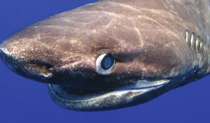Discover the Frilled Shark: The Most Primitive Rare Shark Alive - image 7