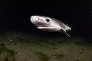 Discover the Frilled Shark: The Most Primitive Rare Shark Alive - image 8