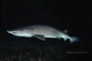 Discover the Frilled Shark: The Most Primitive Rare Shark Alive - image 3