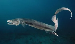 Discover the Frilled Shark: The Most Primitive Rare Shark Alive - image 4