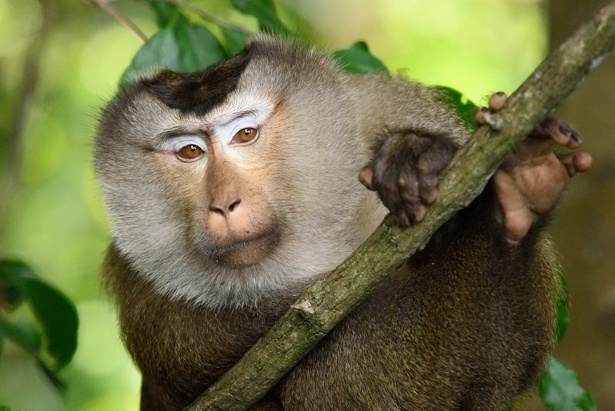 Rare Endangered Primates Discovered in Kon Tum Residential Home: A Conservation Success
