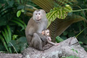 Rare Endangered Primates Discovered in Kon Tum Residential Home: A Conservation Success - image 2