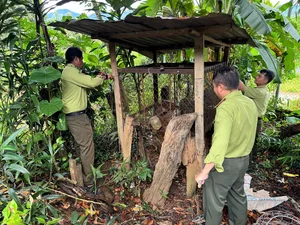 Rare Endangered Primates Discovered in Kon Tum Residential Home: A Conservation Success - image 5