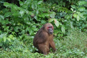 Rare Endangered Primates Discovered in Kon Tum Residential Home: A Conservation Success - image 6