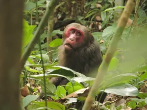 Rare Endangered Primates Discovered in Kon Tum Residential Home: A Conservation Success - image 7
