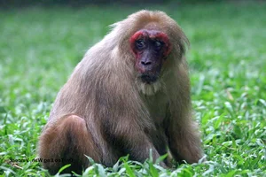 Rare Endangered Primates Discovered in Kon Tum Residential Home: A Conservation Success - image 4