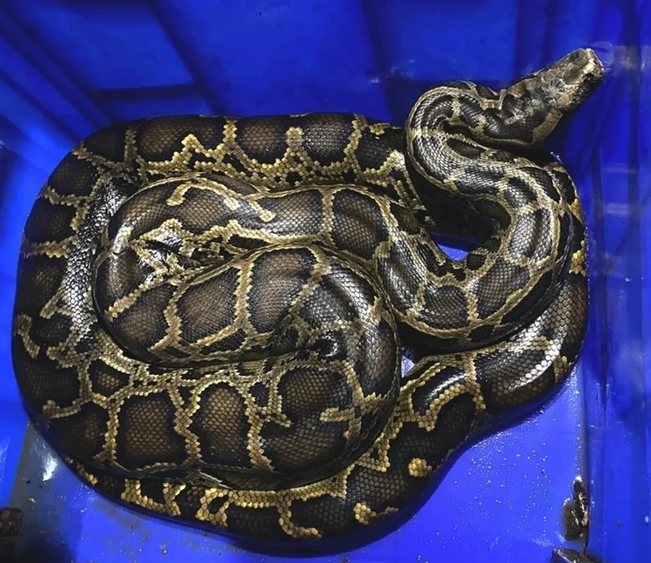 Ha Tinh Farmer Discovers Rare and Precious Wildlife in Local Fields