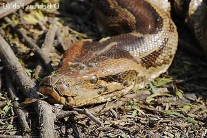 Ha Tinh Farmer Discovers Rare and Precious Wildlife in Local Fields - image 3