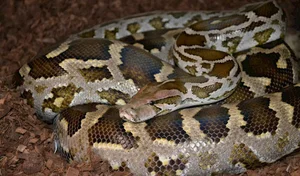 Ha Tinh Farmer Discovers Rare and Precious Wildlife in Local Fields - image 2
