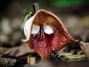 The Most Bizarre and Haunting Flowers Found on Earth - image 3
