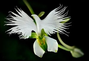 The Most Bizarre and Haunting Flowers Found on Earth - image 1