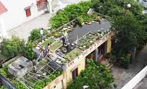 Amazing Rooftop Fish Pond Built by an 89-Year-Old in Hai Duong - image 6