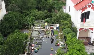 Amazing Rooftop Fish Pond Built by an 89-Year-Old in Hai Duong - image 4