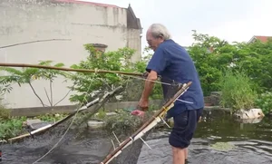 Amazing Rooftop Fish Pond Built by an 89-Year-Old in Hai Duong - image 7