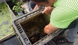 Amazing Rooftop Fish Pond Built by an 89-Year-Old in Hai Duong - image 1
