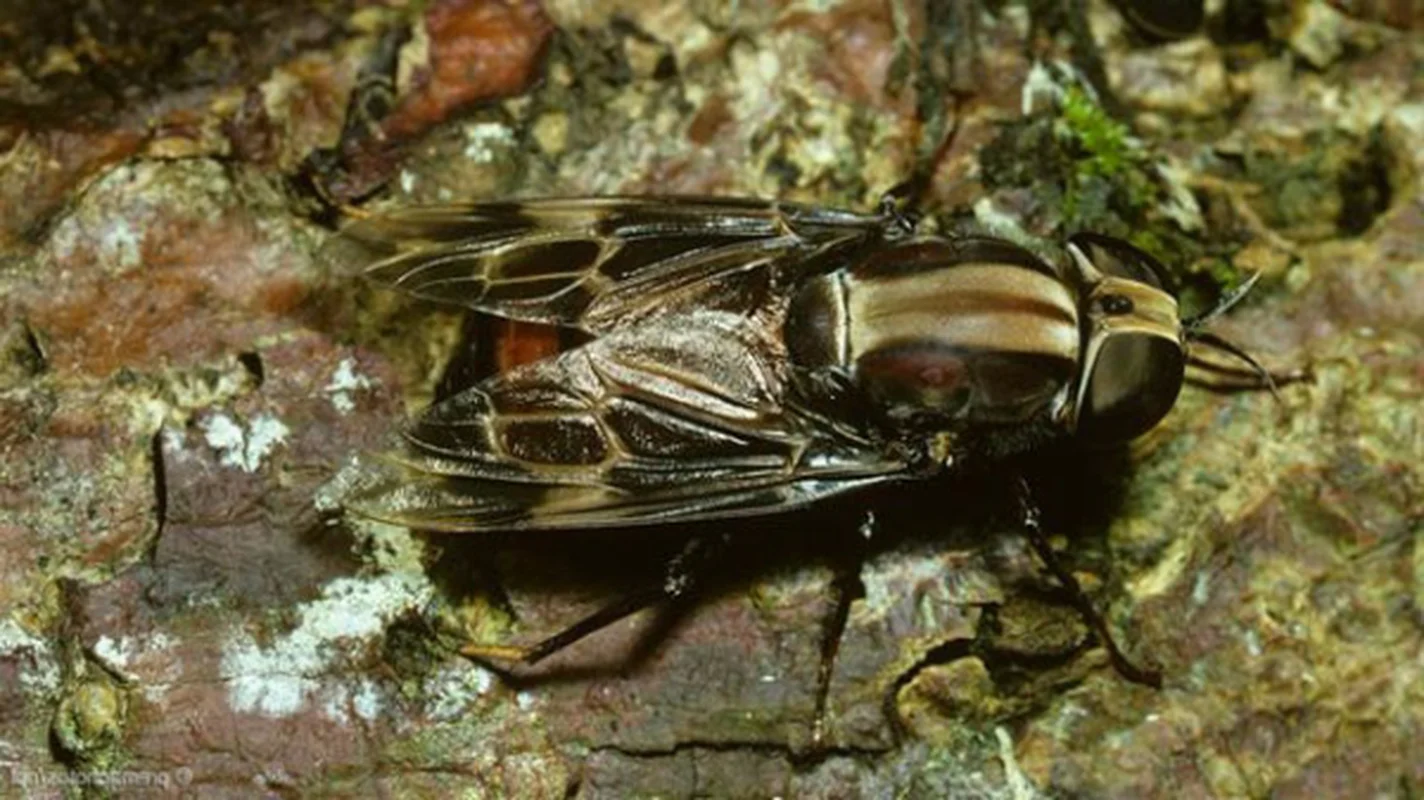 Giant Insects: A Closer Look at the Top Three Largest Flies on Earth
