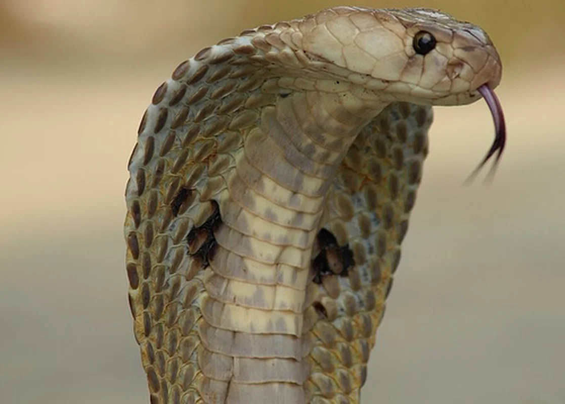 Shocking Forest Encounter: Two Wild Beasts Fight for Survival