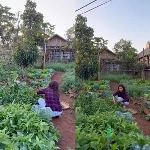 H'Hen Nie's Lush Green Vegetable Garden in Her Hometown - image 3
