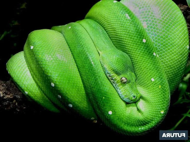 Nature’s Living Emerald: The Mesmerizing Color-Shifting Journey of the Green Tree Python