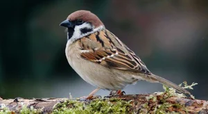 Extraordinary and Little-Known Superpowers of the Humble Sparrow - image 8