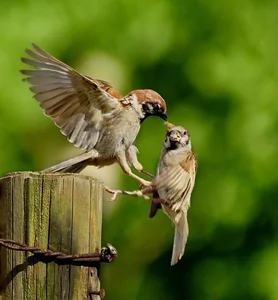 Extraordinary and Little-Known Superpowers of the Humble Sparrow - image 5