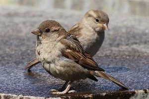 Extraordinary and Little-Known Superpowers of the Humble Sparrow - image 6