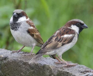 Extraordinary and Little-Known Superpowers of the Humble Sparrow - image 1