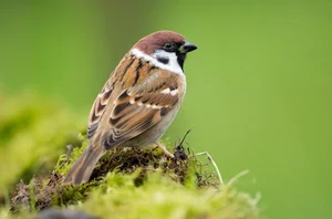 Extraordinary and Little-Known Superpowers of the Humble Sparrow - image 2
