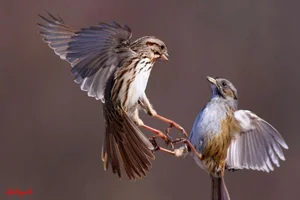 Extraordinary and Little-Known Superpowers of the Humble Sparrow - image 7