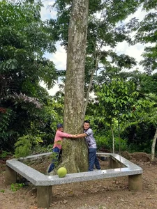 A Living Legend: The 100-Year-Old Durian Tree of the Mekong Delta - image 7