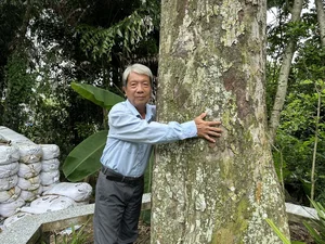 A Living Legend: The 100-Year-Old Durian Tree of the Mekong Delta - image 1
