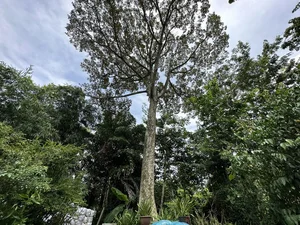 A Living Legend: The 100-Year-Old Durian Tree of the Mekong Delta - image 5