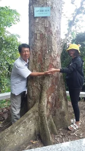 A Living Legend: The 100-Year-Old Durian Tree of the Mekong Delta - image 2