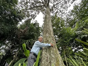 A Living Legend: The 100-Year-Old Durian Tree of the Mekong Delta - image 0