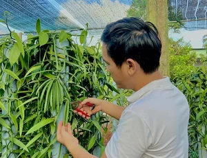 Vietnam Successfully Cultivates Luxury Spice Worth Up to 20 Million VND Per Kilogram - image 6