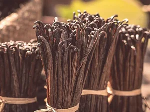 Vietnam Successfully Cultivates Luxury Spice Worth Up to 20 Million VND Per Kilogram - image 1