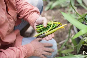 Vietnam Successfully Cultivates Luxury Spice Worth Up to 20 Million VND Per Kilogram - image 3