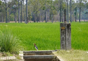 Escaping the Heat: A Guide to Exploring the Upper Dong Nai River and Cat Tien National Park - image 8