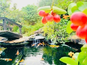 Inside Actor Hoang Map's Multi-Million Dollar Ancient Mansion for Sale - image 8