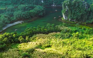 Trang An White Reed Season: Discover Its Ethereal Beauty & Peaceful Charm - image 4